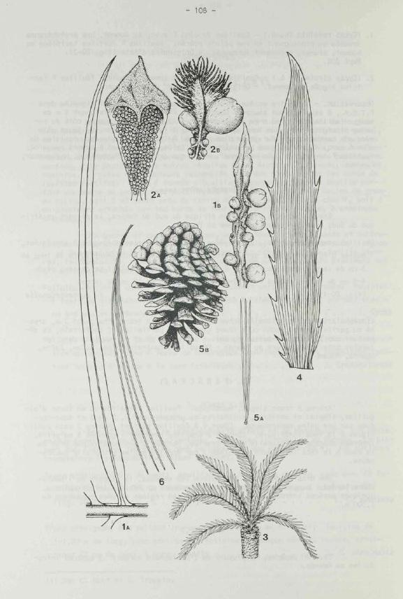 Cycadaceae image