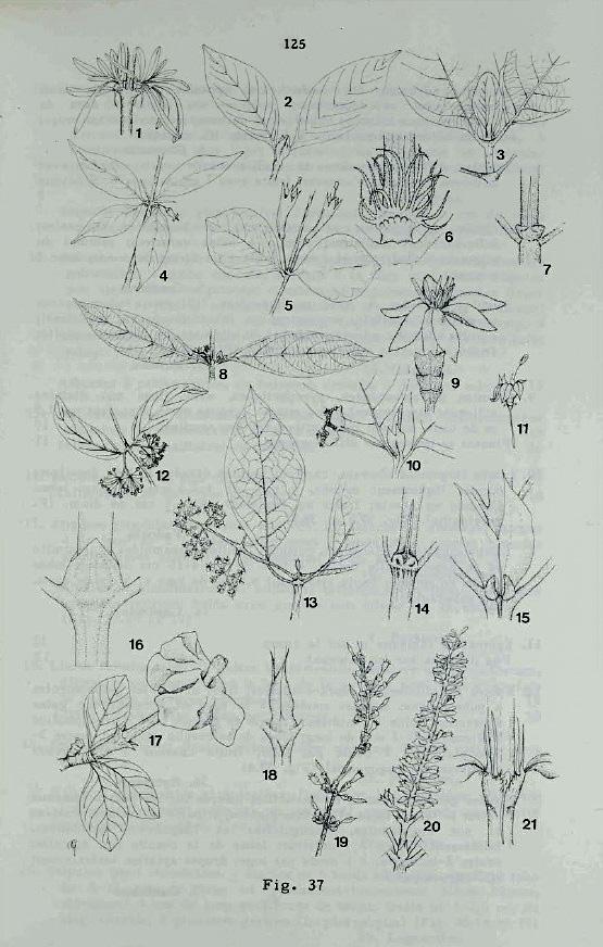 Rubiaceae image