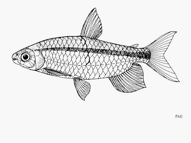 Alestidae image