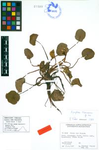 Media resource of Nymphaea thermarum