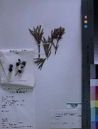 Media resource of Afrocarpus gracilior