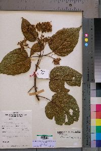 Media resource of Clerodendrum johnstonii