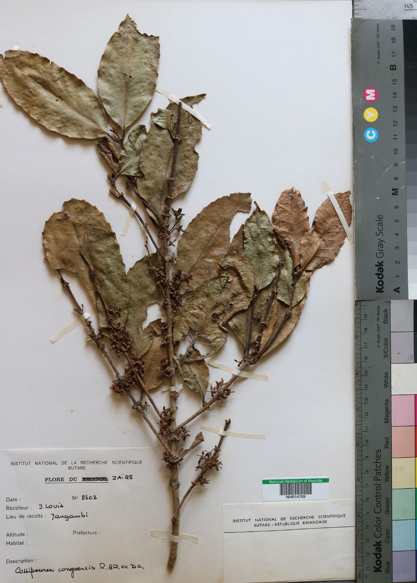 Cassipourea congoensis image