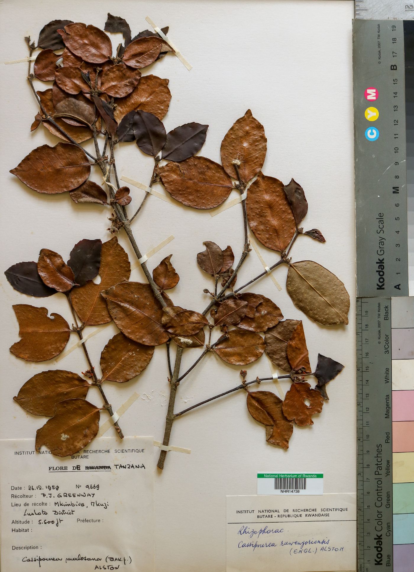 Cassipourea malosana image