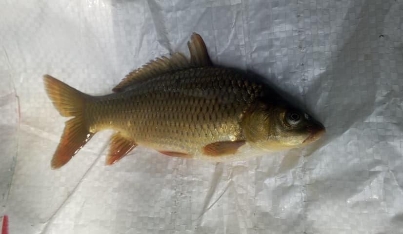 Cyprinus image