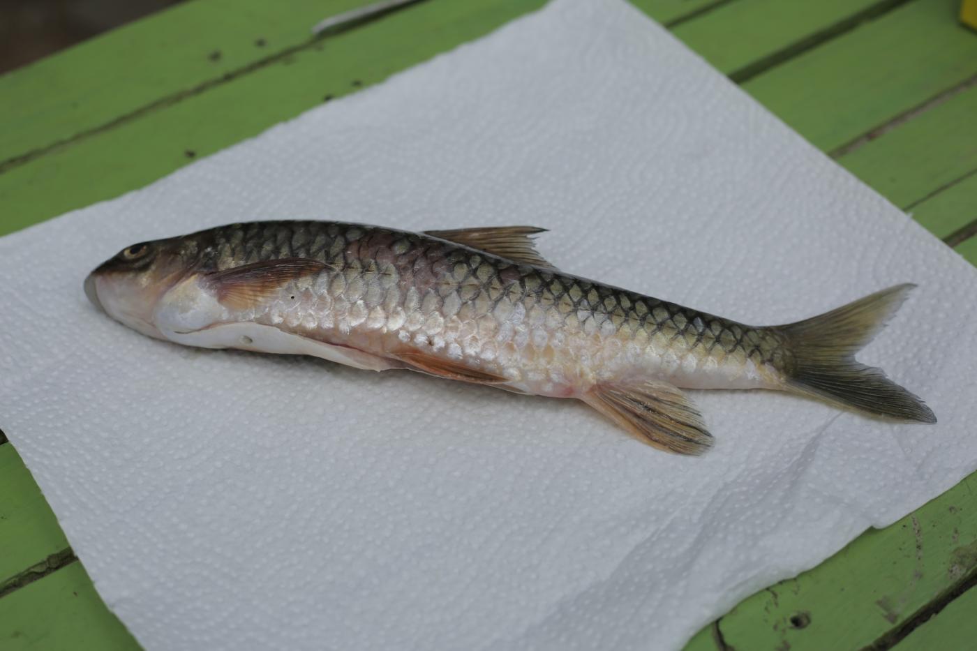 Cyprinidae image