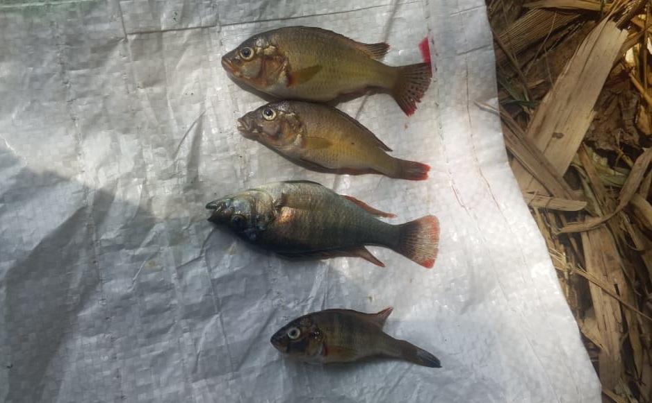 Haplochromis erythromaculatus image