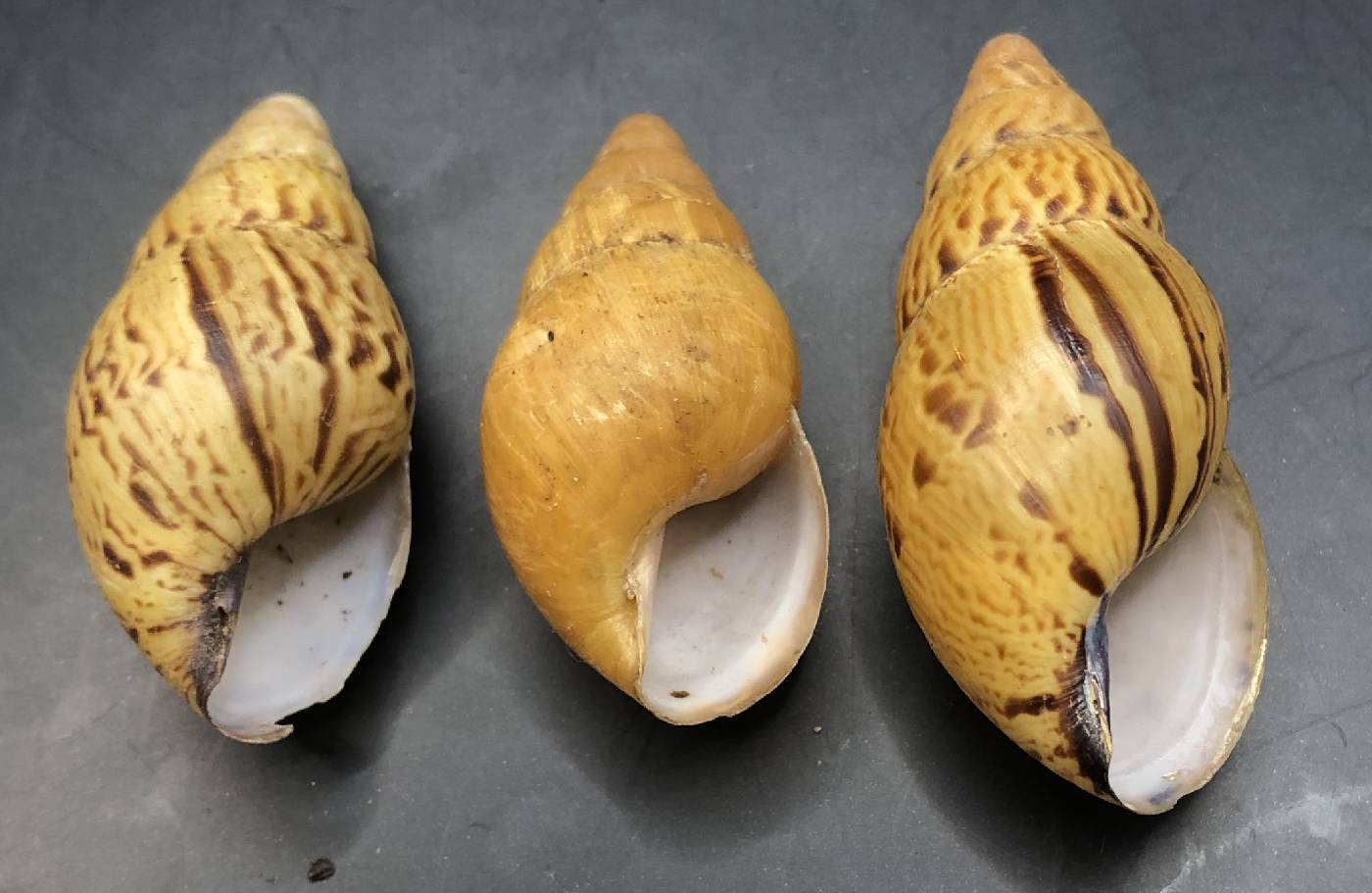 Achatinidae image