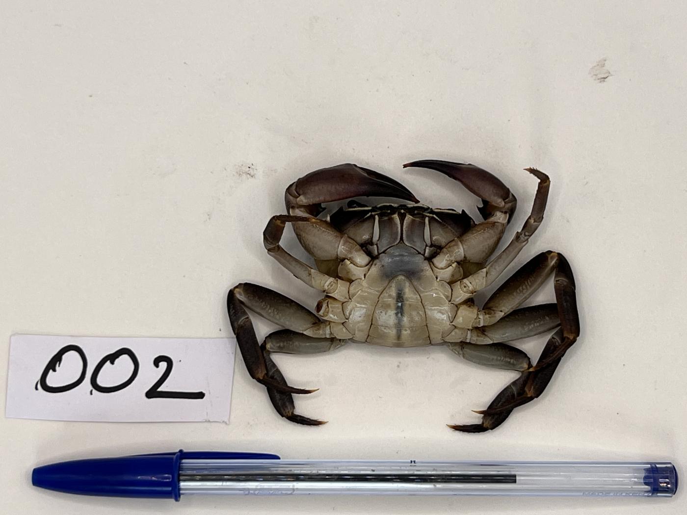 Potamonautidae image