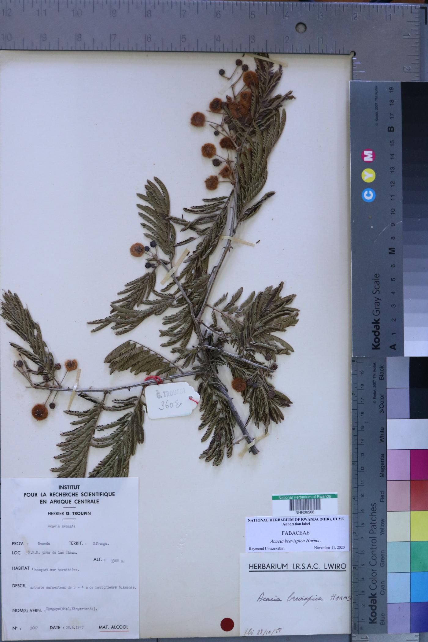 Fabaceae image