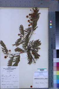 Media resource of Senegalia brevispica
