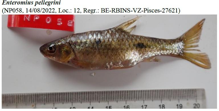 Enteromius pellegrini image