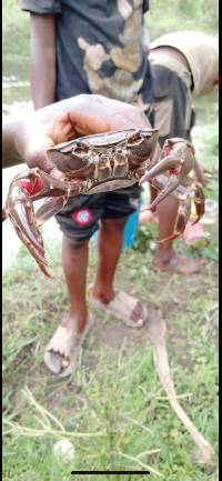 Acanthothelphusa kisangani image