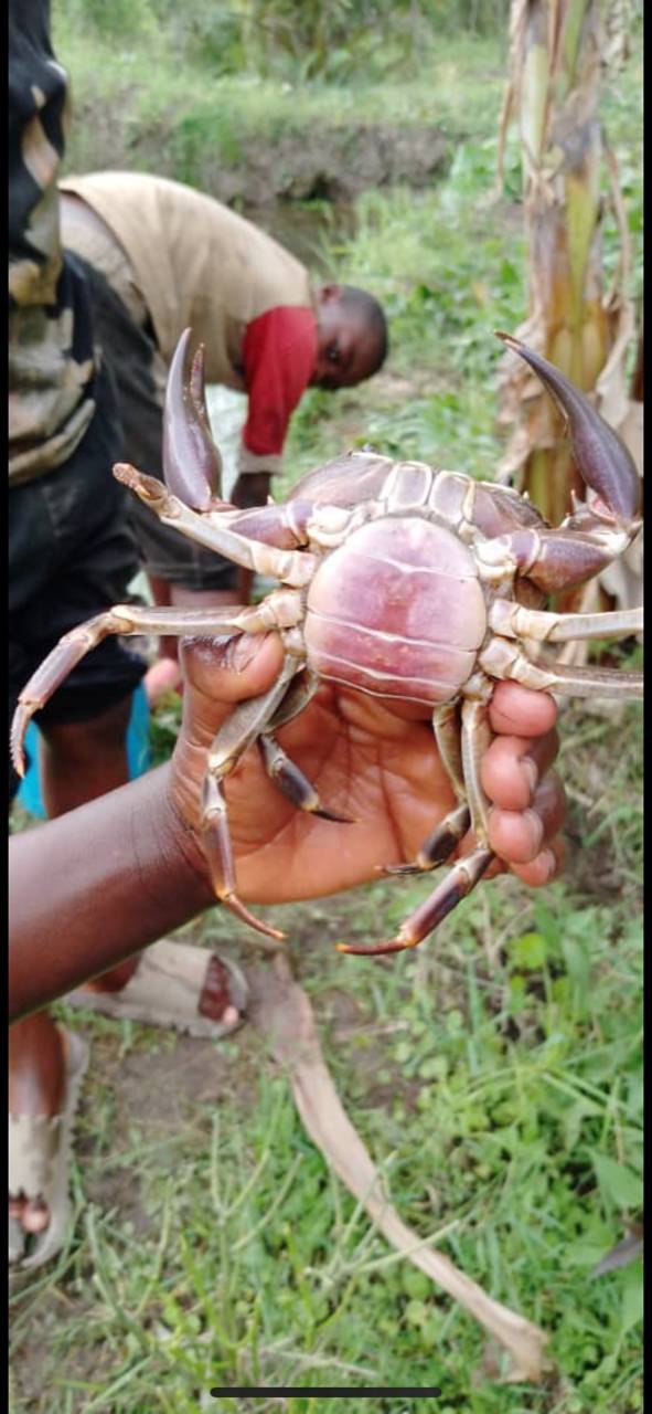 Potamonautidae image