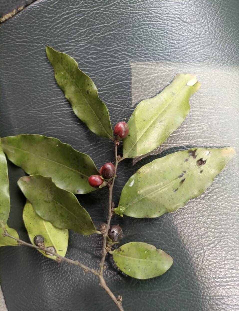 Diospyros image