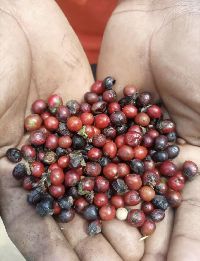 Diospyros abyssinica image