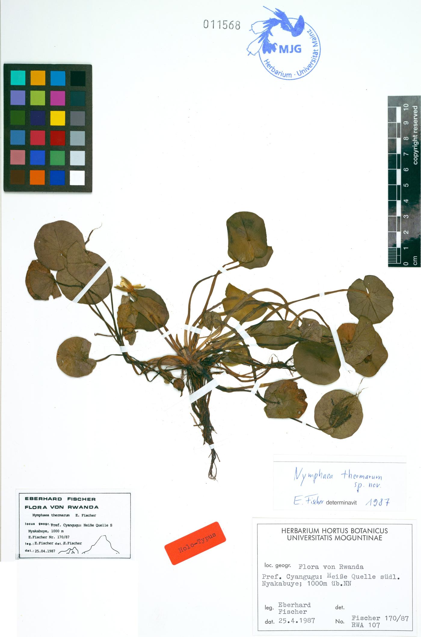 Nymphaeaceae image
