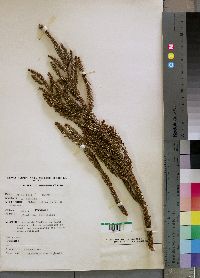 Media resource of Araucaria cunninghamii