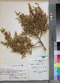 Juniperus procera image