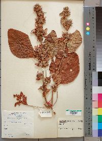 Media resource of Hypoestes aristata