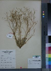 Media resource of Paramollugo nudicaulis