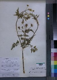 Media resource of Anthriscus sylvestris