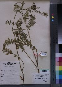 Media resource of Berula erecta