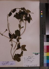 Media resource of Vincetoxicum heterophyllum