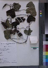 Media resource of Aristolochia albida