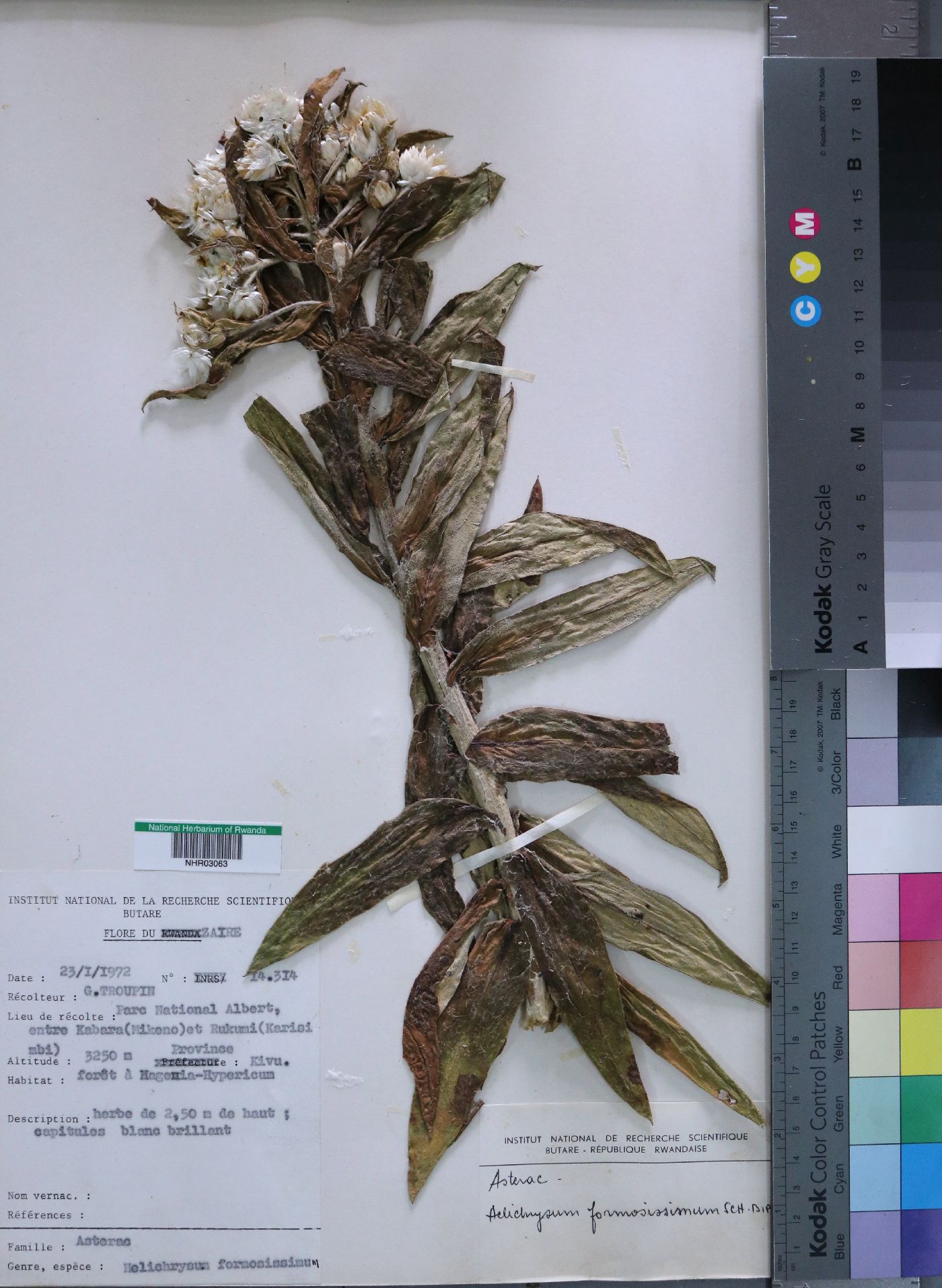 Helichrysum formosissimum image