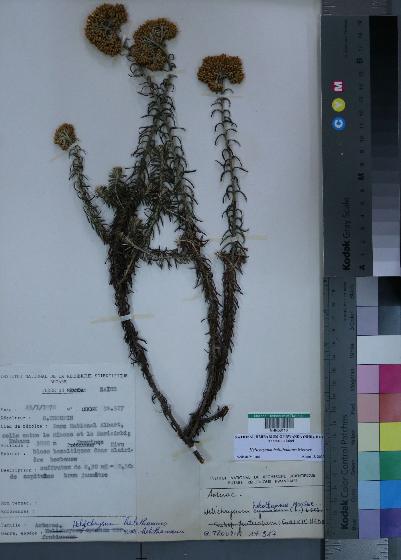 Helichrysum forskahlii image