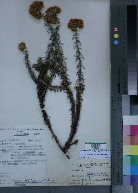 Media resource of Helichrysum forskahlii