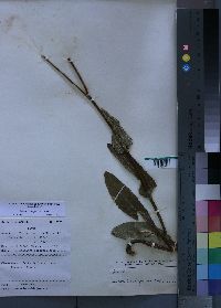 Media resource of Senecio sabinjoensis