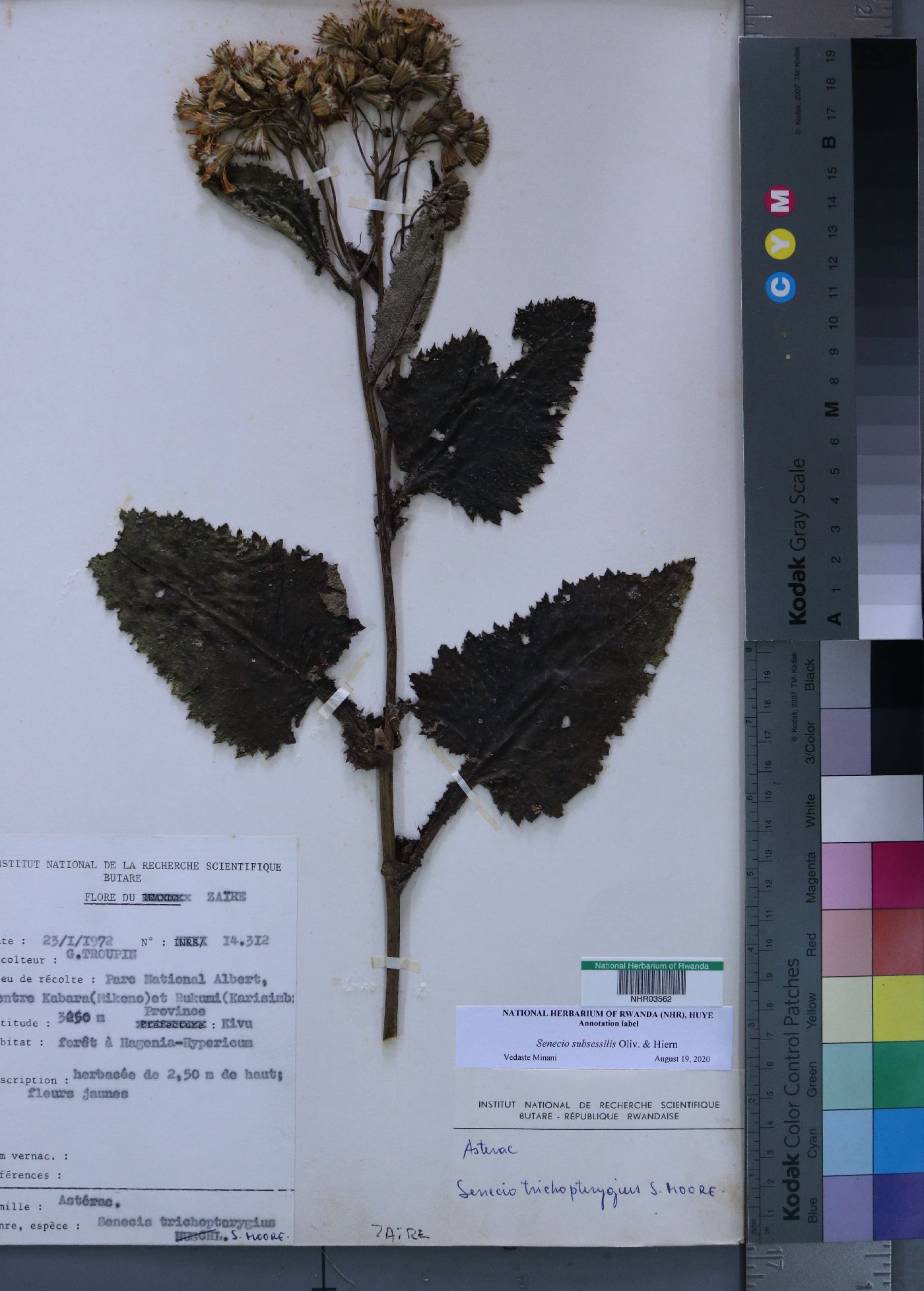 Senecio subsessilis image