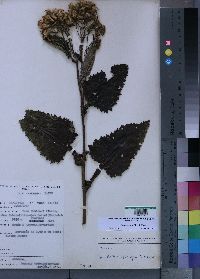 Media resource of Senecio subsessilis