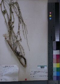 Media resource of Crambe kilimandscharica