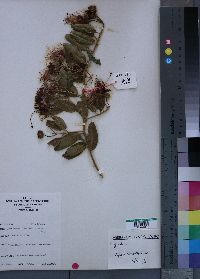 Media resource of Capparis tomentosa