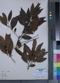 Media resource of Catha edulis