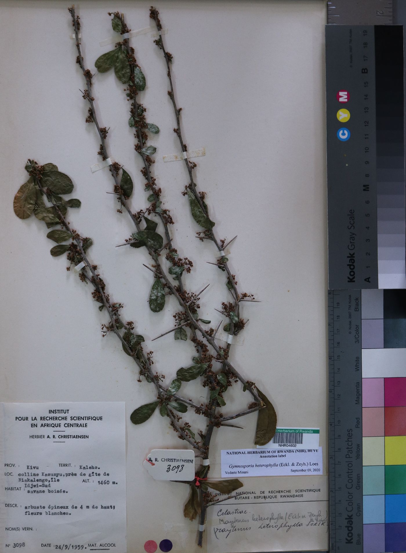 Gymnosporia heterophylla image