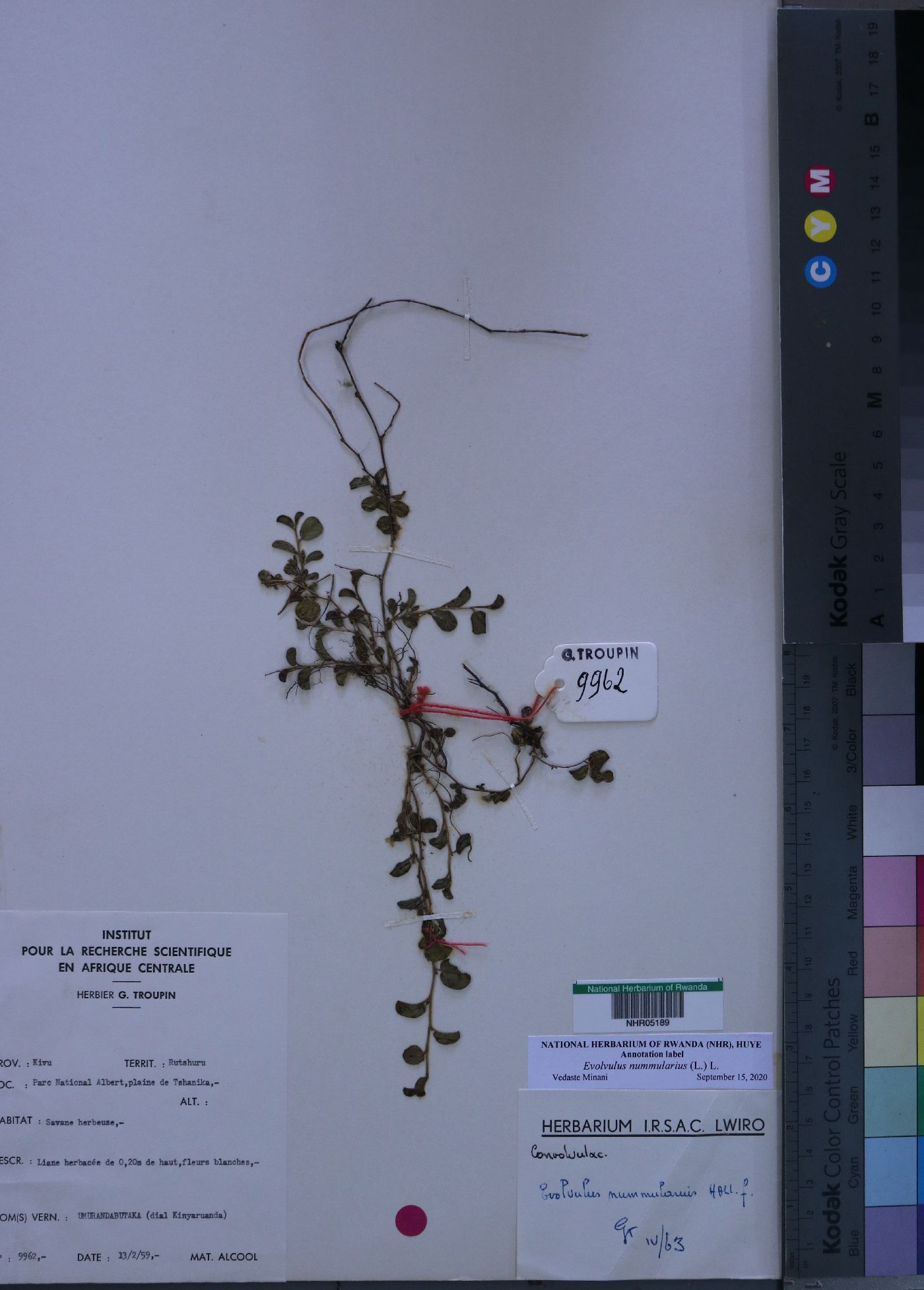 Convolvulaceae image