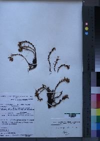 Media resource of Crassula granvikii