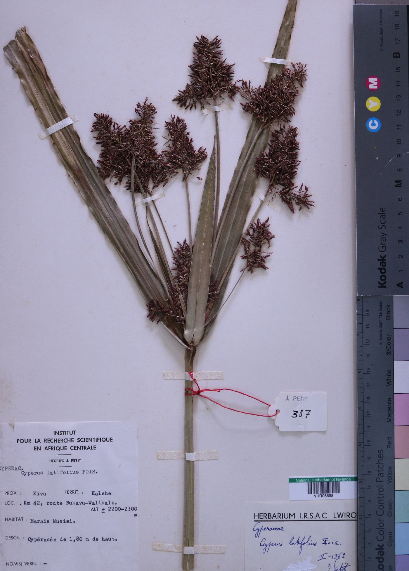 Cyperus latifolius image