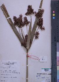 Media resource of Cyperus latifolius