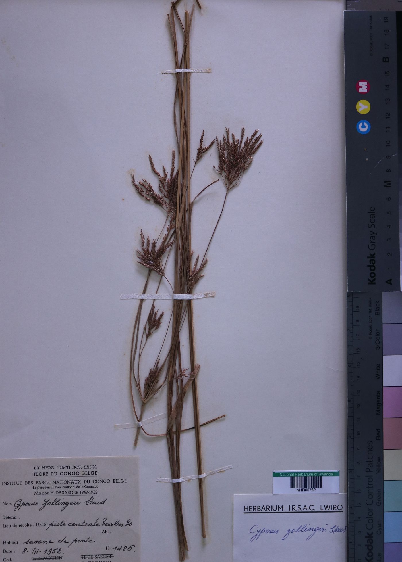Cyperus zollingeri image