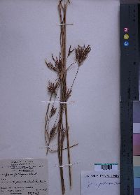 Media resource of Cyperus zollingeri