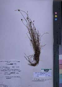 Media resource of Isolepis costata