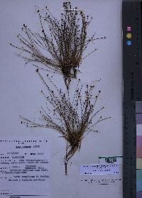 Media resource of Isolepis fluitans