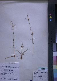 Media resource of Cyperus brevifolius