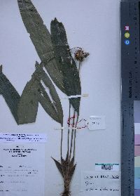 Media resource of Mapania mannii