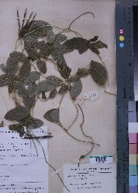 Media resource of Teramnus labialis